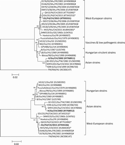 Figure 3. Neighbour-joining trees based on alignments of the 443 nt VP1 (A) and 495 nt VP3 (B) nucleotide sequences of goose paroviruses. Numbers on the branches indicate bootstrap percentages obtained using 1000 replicates (only values of 70% and above are shown). The FM isolate of MDPV was included as an outgroup. Lineages in panels (A) and (B) are according to Tatár-Kis et al. (Citation2004). GenBank accession numbers of the sequences are indicated in parentheses. For each virus strain, bird species (Pd, Pekin duck; Go, goose; Md, Muscovy duck; Mu, mule duck; Sw, swan), origin (CH, mainland China; GE, Germany; HU, Hungary; FR, France, TW, Taiwan; UK, United Kingdom), and year of sampling or isolation (if available) are shown. *GPVs isolated from SBDS of Pekin ducks and Muscovy ducks in China (Chen et al., Citation2015; Chen et al., Citation2016; Yu et al., Citation2016). #GPVs from SBDS of mule ducks in France (Tatár-Kis et al., Citation2004; Palya et al., Citation2009). Bold letters, strains determined in this study.