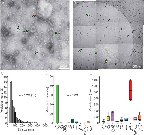 Figure 2. Morphologically diverse exosomes purified from HMC-1. (A) Exosomes visualised after negative staining. At least two different categories of vesicle can be identified in this picture: single vesicles (green arrows) and a long tubule (red arrow). (B) Montage of nine cryo-electron micrographs. Green arrows point to single vesicles, yellow arrow points to a double vesicle, and small black arrows point to fiducial gold markers. The circular shape is the carbon edge of the holey carbon grid. (C) Size distribution of all vesicles included in the analysis (n = 1724). The number in brackets indicates how many vesicles were larger than 500 nm. (D) Percentage of total vesicles that belonged to each morphological category. (E) Size distribution for each vesicle category. The top and bottom boundaries of the boxes represent the 75th and 25th percentiles. The top and bottom whiskers represent the 90th and 10th percentiles. The black line in the boxes represents the median while the white line represents the mean.