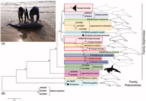 Figure 1. (A) Dead sample of Irrawaddy dolphin, Orcaella brevirostris in Digha sea beach, West Bengal. (B) Neighbour-joining (NJ) tree of the studied freshwater and marine dolphins with bootstrap support. Three database sequences of the whale species, Balaena mysticetus used as an out-group in the phylogeny. The species under family Delphinidae and Platanistidae are clustered together and represent by color bars. The ambiguous clades of the studied species revealed in NJ phylogeny marked by red, blue and brown colors boxes. The line drawings of the dolphin species were acquired from the free media repository of Wikimedia Commons (https://commons.wikimedia.org) and are superimposed in the phylogeny.