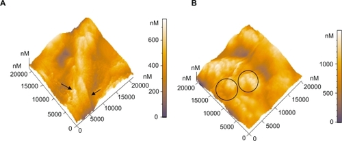 Figure 6 Three-dimensional AFM topography image of: A) Platelets on type A carbon nanocoatings with 20% H2 in plasma during deposition after 1 hour incubation (scan size 21 μm × 21 μm). They form aggregations as presented with the arrows, with a mean maximum height of approximately 659 nm, B) Platelets on type A carbon nanocoatings with 20% H2 in plasma during deposition, after 2 hours of incubation (scan size 21 μm × 21 μm). The platelet clusters as denoted by the circles, have a height of more than 1000 nm.