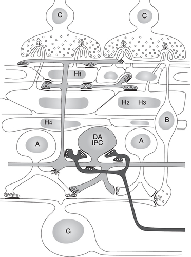 Figure 1 Schematic diagram of the synaptic connections of the dopaminergic interplexiform cells (DA IPC) of the fish retina. The input to these neurons is the inner plexiform layer from amacrine cells (A) and centrifugal fibers (black) that originate in the olfactory bulb. The interplexiform cell processes make synapses onto amacrine cell processes in the inner plexiform layer, but they never contact the ganglion cells (G) or their dendrites. In the outer plexiform layer processes of the interplexiform cells surround the cone horizontal cells of all three types (H1, H2, and H3). They make synapses onto the horizontal cell perikarya and onto bipolar (B) cell dendrites, but not on the cone (C) synaptic terminals. With permission from “The Retina: An approachable part of the brain”. J.E. Dowling, Harvard University Press, 2012, figure adapted and modified from Zucker and Dowling (1987).Citation5