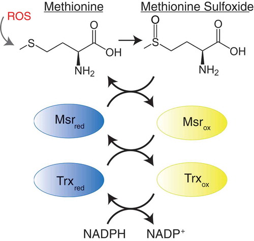 Figure 3. The methionine redox cycle. Methionine can be oxidized by reactive oxygen species (ROS) resulting in the formation of methionine sulfoxide. Methionine sulfoxide can be repaired by the action of methionine sulfoxide reductase (Msr) enzymes, resulting in a disulfide cysteine intermediate of Msr. Catalytic activity of Msr is restored by the action of thioredoxin (Trx) and thioredoxin reductases, using dihydronicotinamide-adenine dinucleotide phosphate (NADPH) as a cofactor, producing one molecule of nicotinamide adenine dinucleotide phosphate (NADP+).