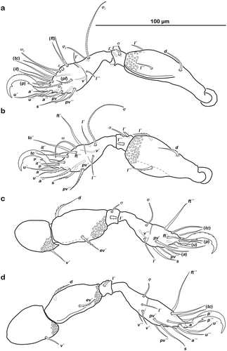 Figure 10. Thalassozetes balboa sp. nov. adult left legs, antiaxial view (a) leg I; (b) leg II; (c) leg III; (d) leg IV.