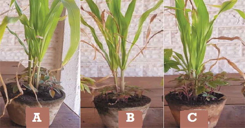 Figure 3. Growth patterns of A. hybridus in pots with: A. hybridus + sorghum with no leaves stripped (A), A. hybridus + sorghum with two leaves stripped (B), A. hybridus + sorghum with four leaves stripped (C) 28 days after weed emergence in the negative control.