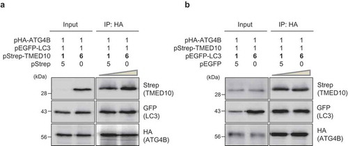 Figure 4. TMED10 does not compete with LC3 for ATG4B binding. (A) SH-SY5Y cells were transiently transfected with 3 plasmids: pHA-ATG4B, pEGFP-LC3, and different amounts of pStrep-TMED10 (up to a 1:6 molar ratio of LC3 to TMED10). After 2 d, the cells were lysed and immunoprecipitated using anti-HA antibody conjugated to agarose beads. Subsequently, the proteins were analyzed by western blotting using anti-Strep and anti-GFP antibodies. (B) SH-SY5Y cells overexpressing HA-tagged ATG4B, Strep-tagged TMED10, and GFP-tagged-LC3 (up to a 1:6 molar ratio of TMED10 to LC3) were assessed by immunoprecipitation using anti-HA antibody conjugated to agarose beads. The immunoprecipitated proteins were analyzed by western blotting using anti-Strep and anti-GFP antibody.