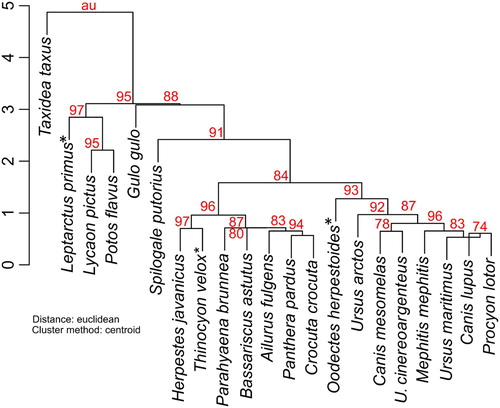 FIGURE 5. Hierarchical and resampling cluster analysis. Dendrogram based on ME and SE values using the centroid cluster method shows a highly supported cluster of L. primus clustering with Ly. pictus and Po. flavus. Node values indicate approximately unbiased (AU) bootstrap probability. For dendrograms of analyses employing other cluster methods and their bootstrap support, see Figure S1. Superscripted asterisks indicate fossil species. Abbreviation: U., Urocyon.