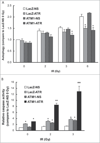 Figure 5. IR-induced autophagy and apoptosis in HME-CCs. (A) IR-induced autophagy was inhibited in ATR-deficient HME-CCs 24 hr following IR treatment. (B) IR-induced apoptosis was enhanced in ATM and ATR double deficient cells (ATM1-ATR) 48 hr post treatment. Autophagy was evaluated at 24 hr post IR using Cyto-ID autophagy detection kit. Apoptosis Caspase3/7 activity was measured at 48 hr psot treatment using ApoTox-Glo Triplex Assay (Promega) and normalized to the number of viable cells. All of the presented values are relative to that of the untreated LacZ-NS and show in mean ± SE (n = 3). *means significantly different from wild-type (LacZ-NS) (P < 0.05); **means change in apoptosis due to ATM/ATR double depletion is significantly greater than the sum of that due to ATM or ATR depletion alone (P < 0.05).