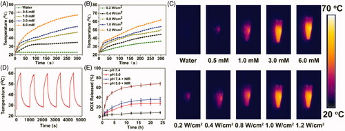 Figure 3. Photothermal property of the BSA-IrO2 NPs and DOX release from BSA-IrO2@DOX at different conditions. (A) Photothermal effect of BSA-IrO2 as a function of NIR laser irradiation time (808 nm, 1.0 W cm−2) with different concentrations of Ir. (B) Photothermal effect of BSA-IrO2 as a function of NIR laser irradiation time (Ir: 3.0 mM) with different power densities. (C) Infrared thermal images of BSA-IrO2 aqueous solutions irradiated with an 808 nm laser at varied concentrations or different power densities. (D) Temperature records of BSA-IrO2 NPs aqueous solution (6 mM) after five cycles of laser on/off at 1.0 W cm−2. (E) Release profiles of DOX at different pH with or without 808 nm NIR laser (1.0 W cm−2).