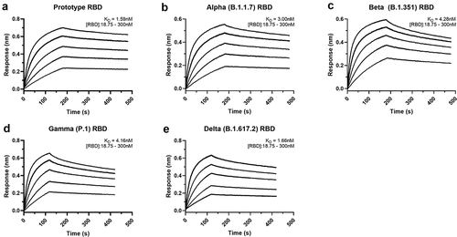 Figure 3. Affinity binding curves of NIH-CoVnb-112 against SARS-CoV-2 RBD variants. Using biolayer interferometry on a BioForte Octet Red96 system, association and dissociation rates were determined by immobilizing biotinylated-NIH-CoVnb-112 onto streptavidin-coated optical sensors (a–e). The nanobody-bound sensors were incubated with a concentration range (18.75–300 nM) of recombinant RBDs, (a) Prototype, (b) Alpha (B.1.1.7), (c) Beta (B.1.351), (d) Gamma (P.1), and (e) Delta (B.1.617.2), for an initial time interval to allow association. The sensors were then moved to an RBD-free solution and allowed to dissociate over a second time interval. Curve fitting using a 1:1 interaction model allows for the affinity constant (KD) to be measured for each RBD variant as detailed in Supplementary Table 2.