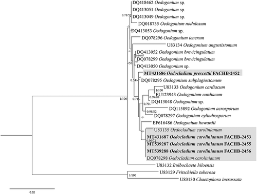 Fig. 1. Phylogenetic tree of the Oedogoniales algae based on 18S rDNA sequences. Numbers on the left and right side at the branches represent ultrafast bootstrap inferred by IQTREE (≥ 50%) and Bayesian posterior probabilities (≥ 0.5), respectively. Branch lengths are proportional to the genetic distances, which are indicated by the scale bar