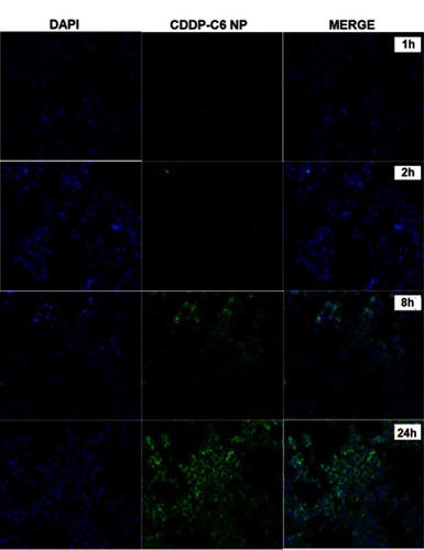 Figure 4 Fluorescence microscopic images of the HepG2 cells treated with C-6 labeled CDDP-LCC NPs. Cells nuclei stained blue by DAPI, green fluorescence distributed in the cytoplasm from C-6 labeled nanoparticles, and finally merging of two images.Abbreviations: CDDP-LCC NPs, CDDP lipid coated calcium carbonate nanoparticles; C-6, coumarin-6.