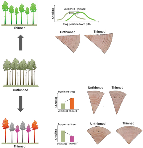 Figure 11. Schematic diagram of the two main findings of the present study. The general trend at the ring level depicts the delay in checking in trees from thinned stands (top panel). The bar plots (bottom panel) depict the main tree-level differences between dominant and suppressed cohorts in the unthinned and thinned treatments. The wedges represent examples of each situation