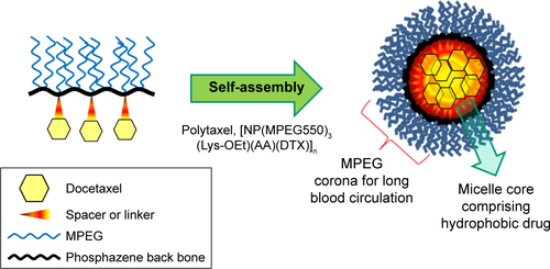 Figure S3 Conceptual diagram for the self-assembly of Polytaxel into polymeric micelles.Abbreviations: AA, aconitic acid; DTX, docetaxel; Lys-OEt, lysine ethylester; MPEG, methoxy poly(ethylene glycol); NP, polyphosphazene backbone.