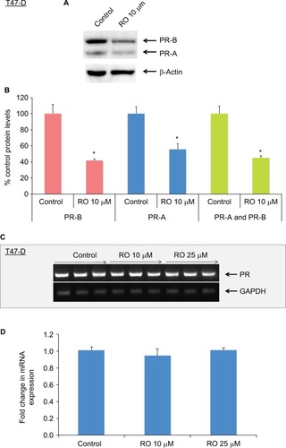 Figure 2 RO decreases PR protein expression but not PR mRNA expression in T47-D cells.