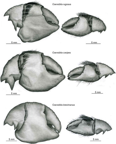 Figure 2. Internal face of the major claws (left) and minor claws (right) of three East African Coenobita spp.