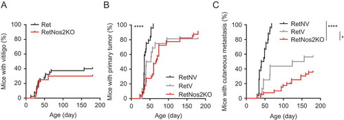 Figure 1. Vitiligo confers an intermediate protection against melanoma development compared to NOS2 deficiency.(A) Time courses of vitiligo onset from Ret (n = 40) and RetNos2KO (n = 40) mice. (B-C) 6-months follow-up of melanoma development from Ret mice without vitiligo (RetNV, n = 24), Ret mice with vitiligo (RetV, n = 16) and RetNos2KO (n = 40) mice. Time courses of primary tumor (B) and cutaneous metastasis (C) onset. Mice were examined every two weeks. *P < 0.05 and ****P < 0.0001 (Wilcoxon test).