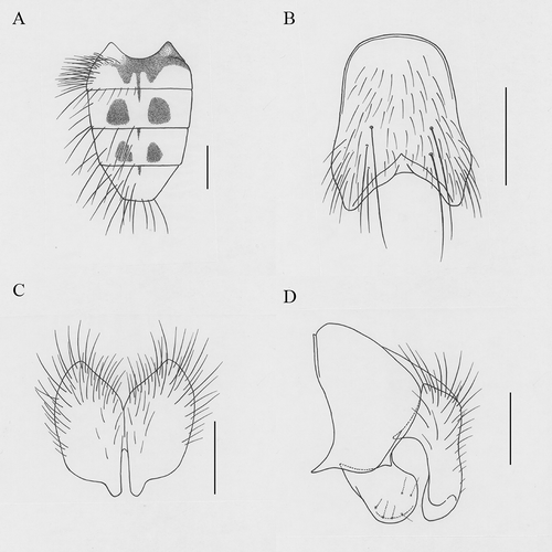 Figure 2. Helina longievecta Xue, sp. nov. (A) Male, abdomen in dorsal view; (B) male, sternite 5 in ventral view; (C) male, cerci in posterior view; (D) male, terminalia in profile. Scale bars: A, 1 mm; B, 0.5 mm; C, D, 0.2 mm.