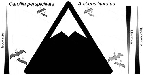 Figure 1. Hypothesis expected of Bergmann’s rule converse for the two phyllostomid species (Carollia perspicillata and Artibeus lituratus). This statement poses an increase in body size with decreasing elevation and increasing temperature (Hypothesis 1). For both species, differences in size between males and females along the elevation is also expected (Hypothesis 2).
