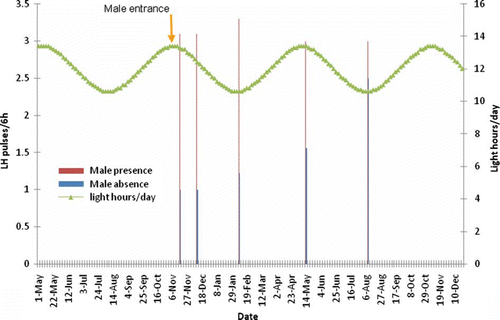 Figure 2.  Effect of presence of a sexually active male buck on LH pulse frequency of OVX-goats exposed to a 6-month-long artificial photoperiod.