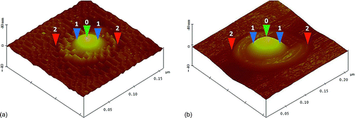 FIG. 5 Three-dimensional images of sulfuric acid-coated particle reaction spot on the 25-nm iron film; (a) A 32.5 nm acid-coated particle reaction spot; (b) A 51.5 nm sulfuric acid coated particle reaction spot. Note: The height of the reaction site above the iron-film surface was expressed as 0-2 vertical distance, and the width of the reaction site was taken as 2-2 horizontal distance i.e. maximum width of the reaction site. The central bump of the reaction site was taken as the width at half maximum value, shown as 1-1 horizontal distance.