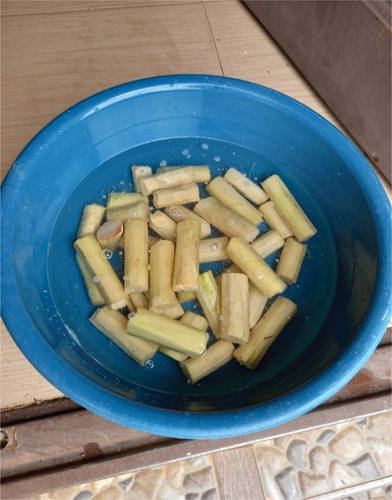 Plate 3. Soaked Sugarcane.