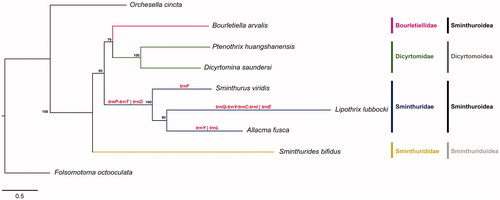 Figure 1. Bayesian phylogenetic tree inferred based on the 13 mitochondrial protein-coding genes sequences of Folsomotoma octooculata (NC024155, outgroup), Orchesella cincta (NC032283, outgroup), Sminthurides bifidus (MK423964), Bourletiella arvalis (NC039558), Ptenotrix huangshanensis (MK423965), Dicyrtomina saundersi (NC044134), Sminthurus viridis (NC010536), Lipothrix lubbocki (MK431899) and Allacma fusca (MT547779). Gene order translocations in Sminthuridae are shown in red. Posterior probability is shown at nodes.