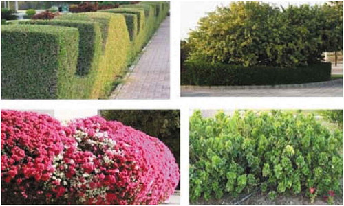 Figure 16. Tree type hedges (T51)