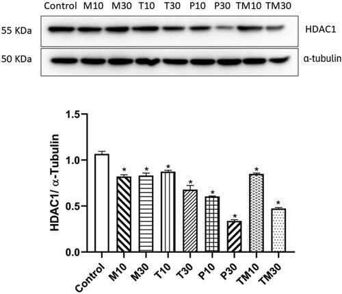 Figure 7. Representative image of western blot analysis of HDAC1 protein in U87 MG cells and relative density ratio of HDAC1/α-tubulin. The values are represented as mean ± SEM, where *p < 0.01 vs control group (n = 3). 10 and 30 represent the IC10 and IC30 doses of M–Melphalan, T–Tasimelteon, P–Panobinostat and TM–Temozolomide, respectively.
