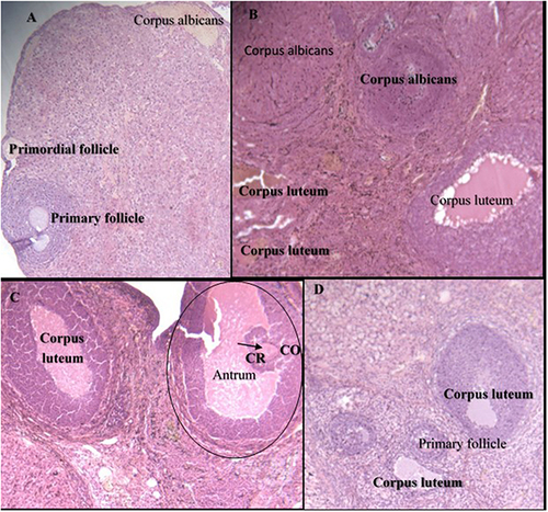 Figure 6 Photomicrographs of ovary (A–D) sections (magnification: X100, H&E). (A) Ovary of control group showing normal cellular structures of different stage such as primordial follicle, primary follicle, and corpus albicans. (B) 250mg/kg treated group with corpus albicans and corpus luteum. (C) Ovary taken from 500mg/kg treated group with normal structure having mature secondary follicle (Graafian follicle) (Black oval circle), secondary oocyte (arrow), Corona radiata (CR), antrum and cumulus oophorus (CO), and corpus luteum. (D) 1000mg/kg treated group showing normal ovary with primary follicle and corpus luteum.
