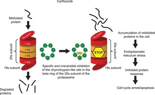 Figure 1 Mechanism of proteasome inhibition by carfilzomib.Notes: This figure has been adapted from an article originally published in ASH News and Reports. Kortuem KM and Stewart AK. Carfilzomib. Blood. 2013;121:893–897. © the American Society of Hematology.