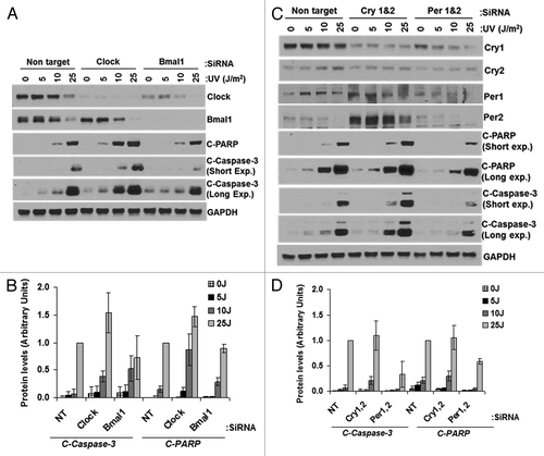 Figure 7. Effect of UV-induced apoptosis by reduced levels of circadian clock genes in mouse cells. siRNA transfected primary mouse skin fibroblast cells were irradiated with 0, 5, 10 or 25 J/m2 UVC, allowed to grow for 24 h and protein lysates were prepared for immunoblot analysis. (A) Protein levels were analyzed by immunoblotting 24 h after UV damage with the indicated antibodies. (B) Quantitative analysis of the immunoblot from three experiments. (C) Protein levels were analyzed by immunoblotting 24 h after UV damage with the indicated antibodies. (D) Quantitative analysis of the immunoblots. Averages and standard deviations are from at least three independent experiments. C-PARP and C-Caspase-3 stand for cleaved PARP and cleaved capsase-3, respectively.