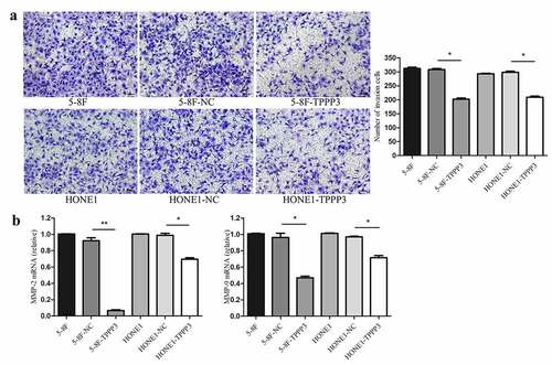 Figure 6. TPPP3 overexpression attenuated NPC cells invasion