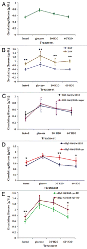 Figure 1 Fasting glucose levels and oral glucose tolerance in adult flies. Except for flies (20-day-old) used in (B), 14-day-old adult flies of specified genotype were fasted for 16 hours on 1% agar before subjected to OGTT (see Materials and Methods). (A) Control w1118 flies show similar glucose clearance kinetics as seen in mammals. (B) High calorie diet results in fasting hyperglycemia and impaired glucose clearance. Adult w1118 flies were reared on high calorie (2.0 N; 20% sucrose and 20% yeast) or calorie restricted (0.5 N; 5% sucrose and 5% yeast) diet for twenty days prior to OGTT. (C) Constitutive ablation of AKH-secreting CCs (AKH-Gal4/UAS-reaper) has no negative effect on glucose tolerance response as compared to control AKH-Gal4/w1118 flies. (D) Constitutive ablation of IPCs renders those flies (dilp3-Gal4/UAS-reaper) hyperglycemic and glucose intolerant when compared to control dilp3-Gal4/w1118 flies. (E) Adult-specific, partial ablation of IPCs renders those flies (dilp2-GeneSwitch/UAS-reaper) hyperglycemic and glucose intolerant as compared to control dilp2-GeneSwitch/w1118 flies. dilp2-GeneSwitch/UAS-reaper (dilp2-GS/UAS-rpr) and control dilp2-GS/w1118 flies were reared on 200 µM RU-486 (RU) containing diet for 14 days prior to OGTT. Each value represents mean ± S.E.M. (N = 4–7 independent hemolymph collections with 20–30 flies/collection). *p < 0.05, **p < 0.02 (Student's t-test).