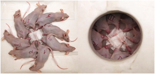 Figure 1. Mice were placed radially with fixation of the right thigh to the center of the container (A). The lid of the container covered their bodies, leaving the leg with the tumor exposed (B) thereby reducing radiation exposure to the main body.
