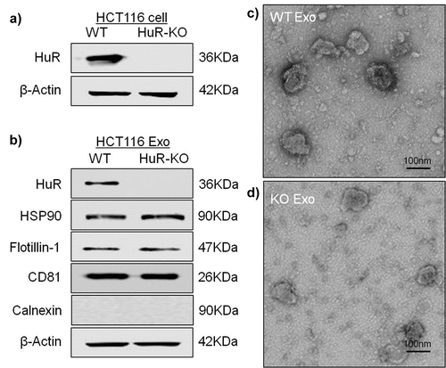 Figure 2. Identification and characterization of HCT116 exosomes. (a) Western blot analysis of HCT116 WT cells and HCT116 HuR KO cells showed the absence of the HuR protein in HCT116 HuR KO cells. (b) Western blot analysis of exosomes isolated from HCT116 WT and HuR KO cell supernatants showing the presence of the traditional exosomal markers CD81, HSP90 and flotillin-1, but absence of calnexin, in both cells lines, with absence of the HuR protein specifically in HuR KO cells. (c and d) Electron micrographs of the exosomes revealed rounded structures with a size of approximately 50–150 nm. The scale bar indicates 100 nm.