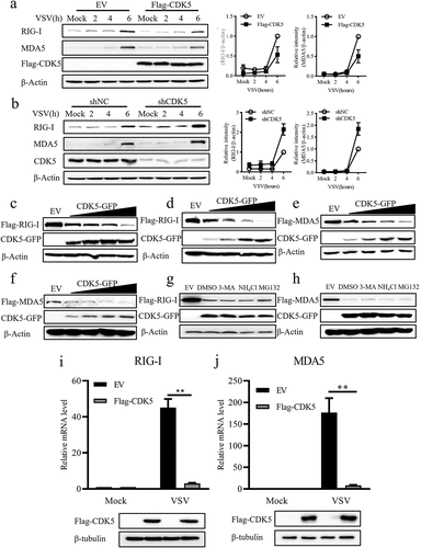 Figure 4. CDK5 attenuates the expression of retinoic acid-inducible gene-I (RIG-I) and melanoma differentiation-associated protein 5 (MDA5).
