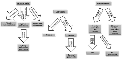 Figure 2. Metabolism pathways of aromatase inhibitors. CYP, cytochrome P.