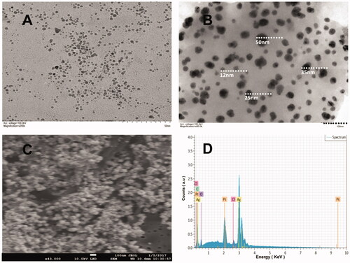 Figure 2. TEM micrographs of biosynthesized AgNPs (A and B). SEM images of the silver nanoparticle (C) and EDX spectrum of AgNPs confirming its composition (D).