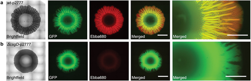 Figure 12. Automated microscopy showing biofilms formed in the 6-well plate optotracing method, in which bacteria grow on agar supplemented with the optotracer EbbaBiolight™680 (Ebba680). Morphologies of the GFP-expressing Salmonella strains (a) wt-p2777 (curli+, cellulose +) and (b) ΔcsgD-p2777 (curli-, cellulose-) are shown in brightfield images, while fluorescence microscopy shows the spatial distribution of bacteria (GFP, green) and ECM-curli (Ebba680, red) separately and in merged images of respective strain. Scale bar = 5 mm. Enlarged sections from the merged images of each strain are shown to the right. Scale bar = 2 mm. Adapted from Choong et al. 2021 [Citation114], (open access CC by 4.0).