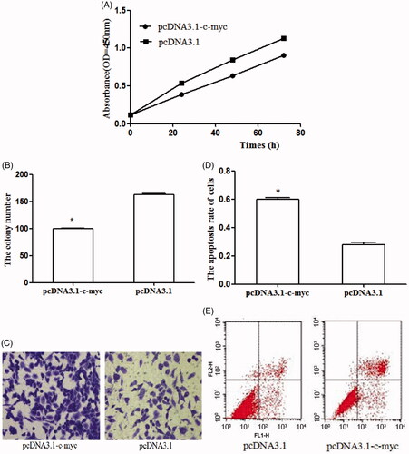 Figure 5. The effects of c-myc on biological behaviors of osteosarcoma cell line U2OS. (A) The up-regulation of BC050642 suppressed cell proliferation; (B, C) representative colony formation assay images of U2OS cells transfected by pcDNA3.1-vector and pcDNA3.1-c-myc. The numbers of the colonies in vector-transfected controls reached 100%, asterisk (*) compared to pcDNA3.1-vector, p < .05; (D, E) C-myc over-expression promoted cell apoptosis, asterisk (*) compared to pcDNA3.1-vector, p < .05.