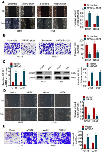 Figure 3 NR5A2 promoted cell migration and invasion in glioma cell lines (U138 and U251). (A) Cell migration was detected using wound healing assay (magnification: 200×). (B) Cell invasion was measured using transwell assay (magnification: 200×). (C) The mRNA and protein expression level of NR5A2 were respectively assessed using qRT-PCR and Western blot. (D) Cell migration was detected using wound healing assay (magnification: 200×). (E) Cell invasion was measured using transwell assay (magnification: 200×). Data were shown as mean ±SD. *P<0.05 **P<0.01 vs Scramble group or Vector group.