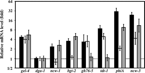 Fig. 3. Relative mRNA levels of selected genes in response to micafungin.