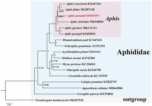Figure 1. Phylogenetic tree of 16 species of Aphididae. Numbers at the nodes are posterior probabilities. The GenBank accession numbers are indicated after the scientific names. The tree is rooted with Pseudoregma bambucicola (MK847518).