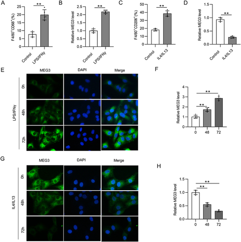 Figure 1 LncRNA MEG3 is engaged in the process of macrophage polarization. BMDMs were treated with 10 ng/mL LPS/IFNγ or IL4/IL13 for 48 h. (A) To assess M1 phenotype polarization after LPS/IFNγ treatment, flow cytometry was performed to calculate the percentage of F4/80+CD68+ cells in BMDMs. (B) Relative MEG3 level in LPS/IFNγ-treated BMDMs was quantified by RT-qPCR analysis. (C) To evaluate M2-like polarization of BMDMs after IL4/IL13 stimulation, the proportion of F4/80+CD206+ cells was analyzed using flow cytometry. (D) RT-qPCR was conducted to measure MEG3 expression in IL4/IL13-stimulated BMDMs. (E and F) MEG3 distribution and expression in LPS/IFNγ-treated BMDMs at 0, 48, and 72 h were tested by FISH. (G and H) At the three timepoints, MEG3 level in IL4/IL13-treated BMDMs was detected by FISH. **p<0.01.