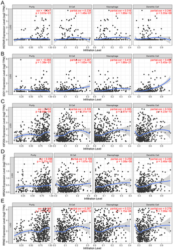 Figure 4 Association of the five potential LGG antigens with APCs. (A-E). The link between the tumor purity, APCs (dendritic cells, macrophages, and B cells) infiltration, and the expression levels of HOTAIR (A), IDO1 (B), KIF20A (C), NR5A2 (D), and RRM2 (E).