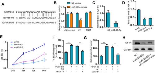 Figure 5 MiR-98-5p interacted with 3ʹUTR of IGF1R and IGF1R regulated PDGF-BB-stimulated proliferation and migration of ASMCs. (A) Predicted binding site of miR-98-5p on 3ʹUTR of IGF1R. (B) Luciferase activity of IGF1R-WT and IGF1R-MUT after transfection with miR-98-5p mimics or NC. (C) QRT-PCR assay to measure the level of IGF1R in ASMCs after miR-98-5p transfection. (D) QRT-PCR assay to measure the level of IGF1R after transfection with shIGF1R-1, shIGF1R-2 or shNC. (E, F) CCK-8 assay to determine cell viability. (G) Transwell assay to detect cell migration. The histogram showed the portion of migrated cells. (H) Western blotting assay to detect the expression of IGF1R. **p < 0.01.