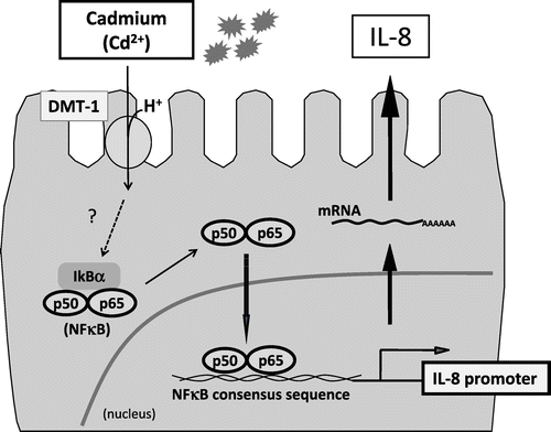 Fig. 6. Putative regulatory mechanism of induction of IL-8 expression by cadmium in intestinal epithelial cells.