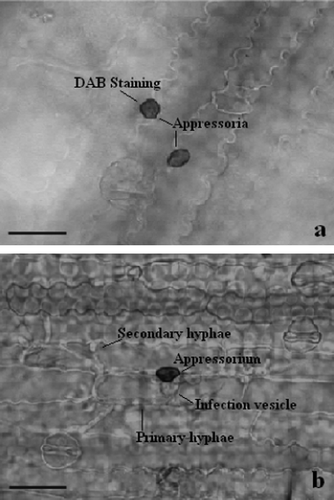 Figure 3.  Light micrographs of H2O2 accumulation at infection sites of C. sublineolum in leaves of sorghum. H2O2 accumulation is seen by DAB-staining at infection sites in (a) the resistant genotype SC146, whereas in (b) no staining is seen in the susceptible genotype BTx623 where successful development of pathogen took place. Scale bars = 50 µm.