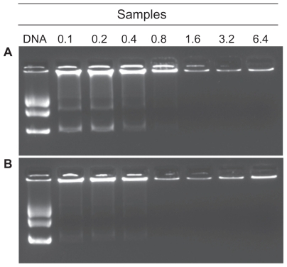 Figure 4 Gel retarding analysis of (A) stearic acid-grafted chitosan copolymer/plasmid DNA and (B) folic acid-conjugated stearic acid-grafted chitosan copolymer/plasmid DNA complex nanoparticles. Lane 1 represents naked DNA; lanes 2–8 represent complex nanoparticles with N/P ratios of 0.1, 0.2, 0.4, 0.8, 1.6, 3.2, and 6.4, respectively.