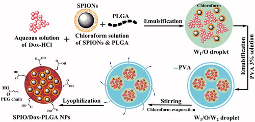 Figure 1. Schematic representation of NPs and the progress of preparation. Dox and SPIONs were encapsulated in PLGA matrix via a double emulsion solvent evaporation method (W1/O/W2).